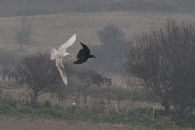 Iceland Gull