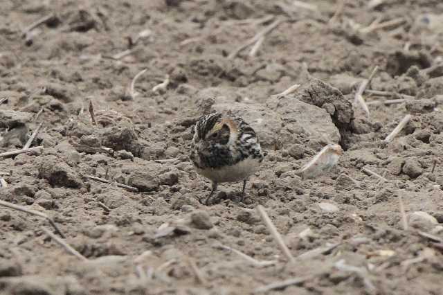 Lapland Bunting