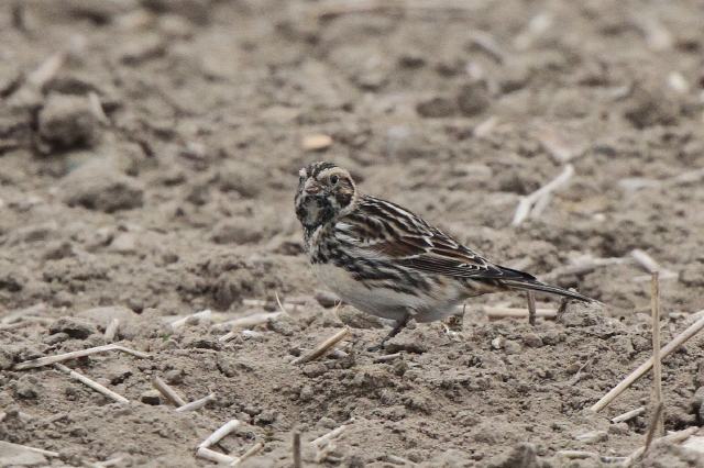 Lapland Bunting