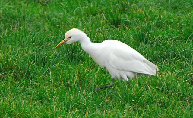 Cattle Egret