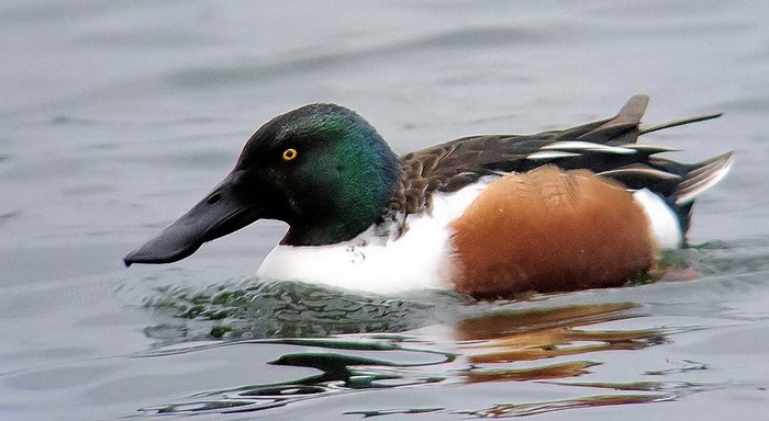Shoveler