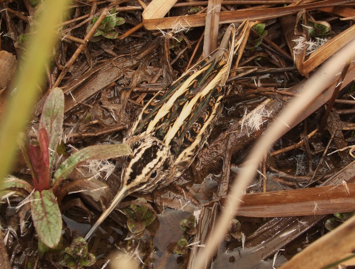 Jack Snipe