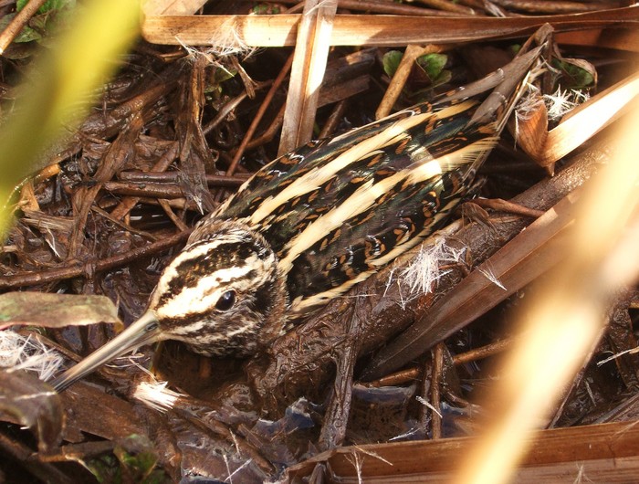 Jack Snipe