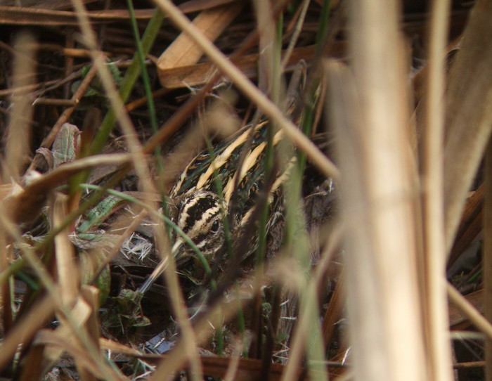 Jack Snipe