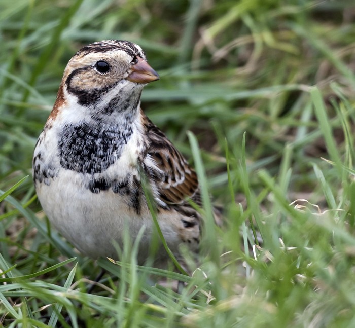 Lapland Bunting
