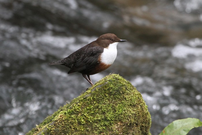 Dipper