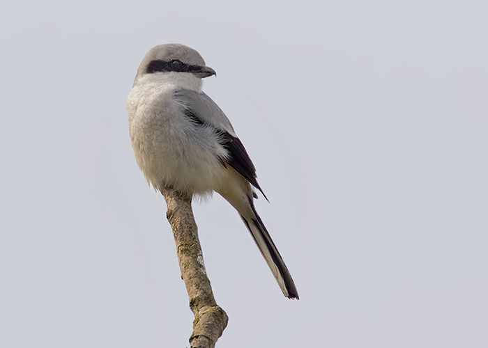 Great Grey Shrike