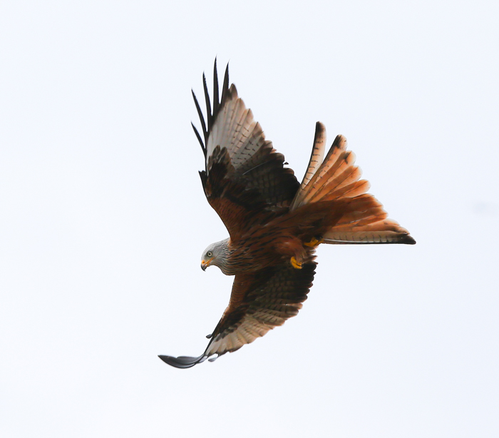 Red Kite