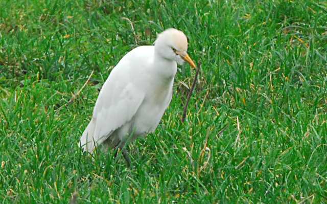 Cattle Egret