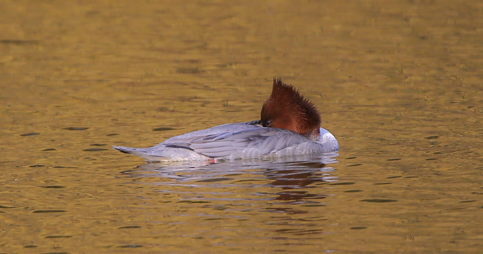 Goosander