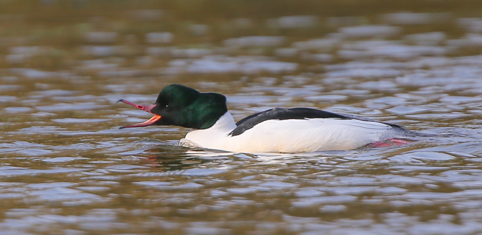 Goosander