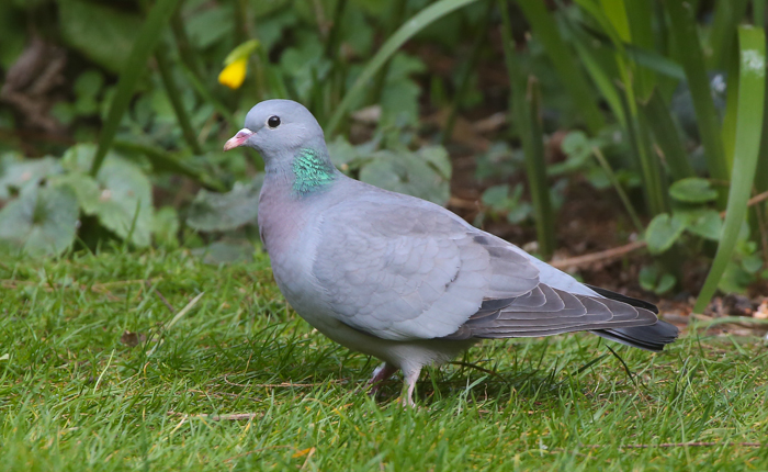 Stock Dove