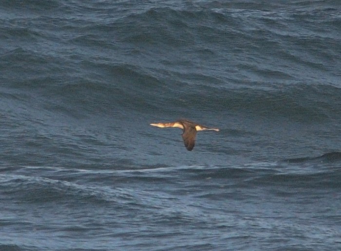 White-billed Diver