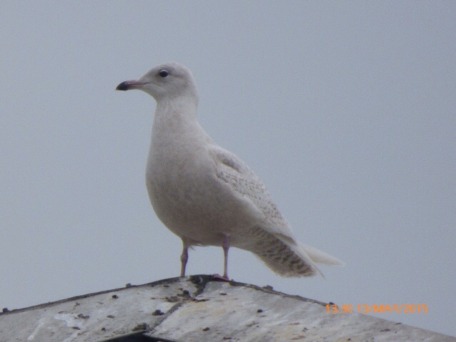 Iceland Gull