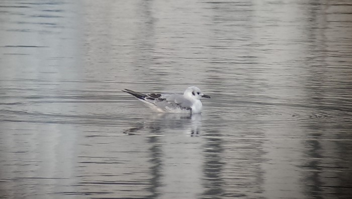 Bonaparte's Gull