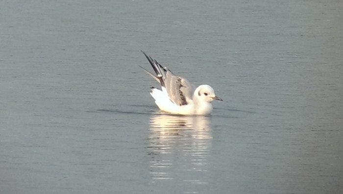 Bonaparte's Gull
