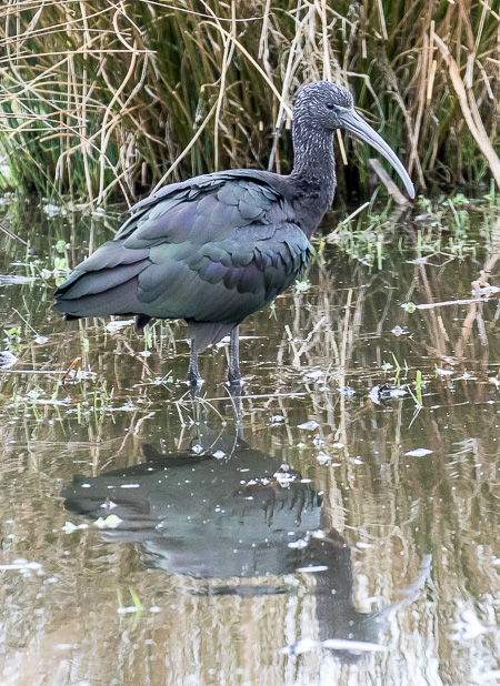 Glossy Ibis