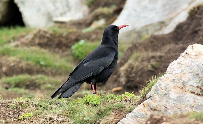 Chough