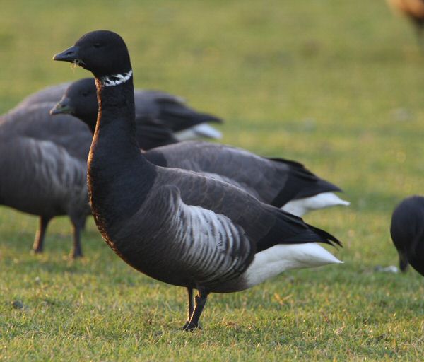 Black Brant