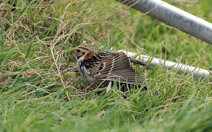 Lapland Bunting