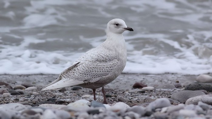 Iceland Gull