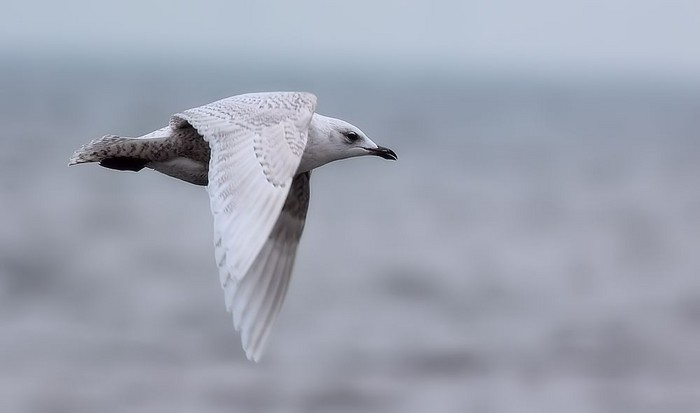 Iceland Gull