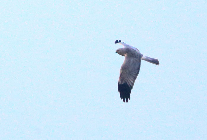 Hen Harrier