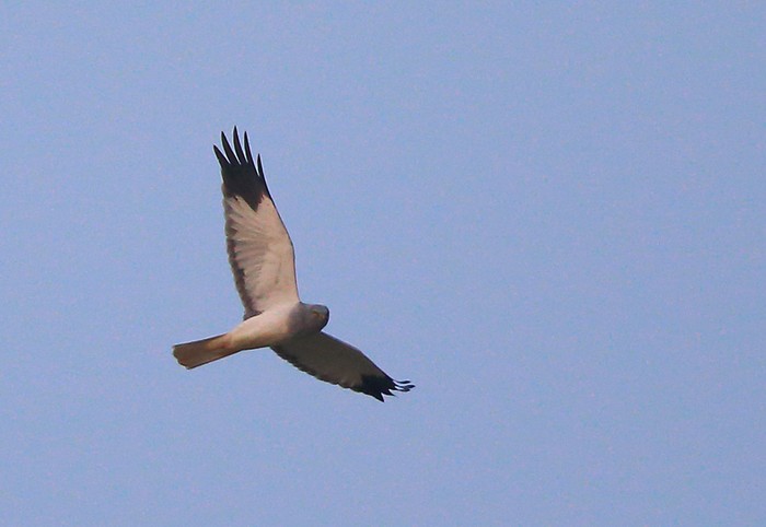 Hen Harrier