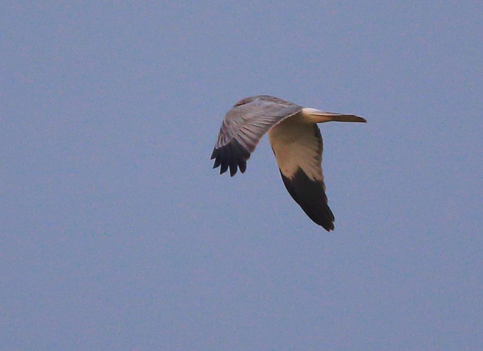 Hen Harrier