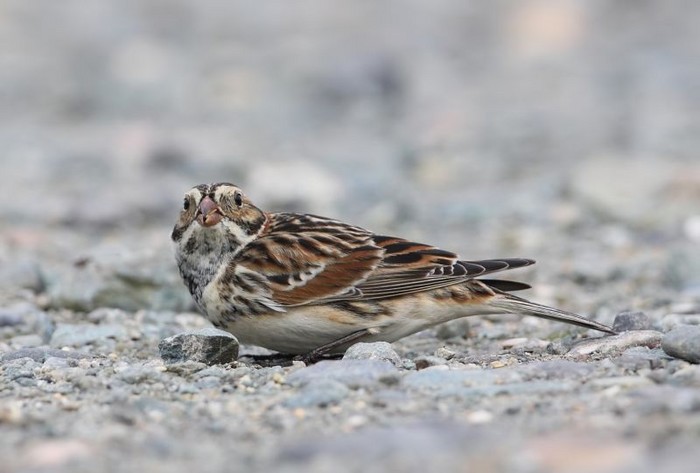 Lapland Bunting