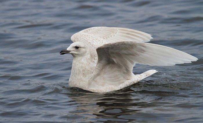 Kumlien's Gull