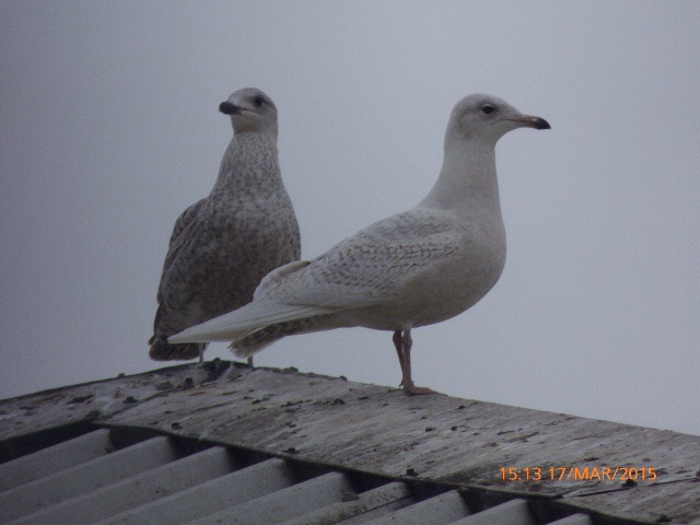 Iceland Gull
