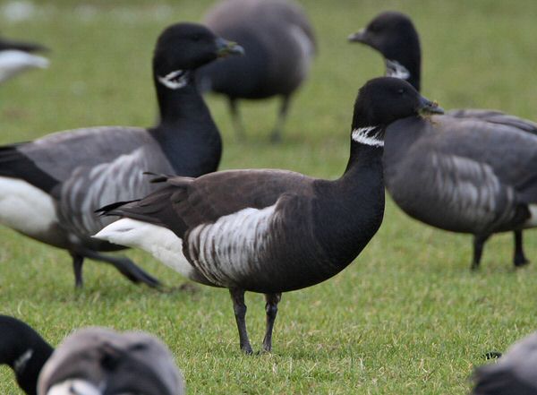 Black Brant