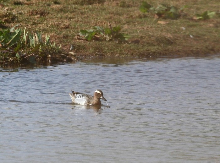 Garganey