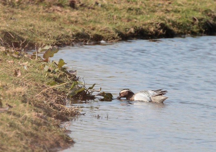 Garganey
