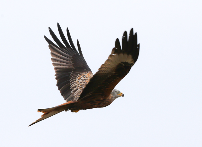 Red Kite
