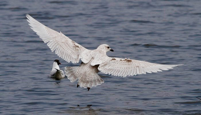 Kumlien's Gull