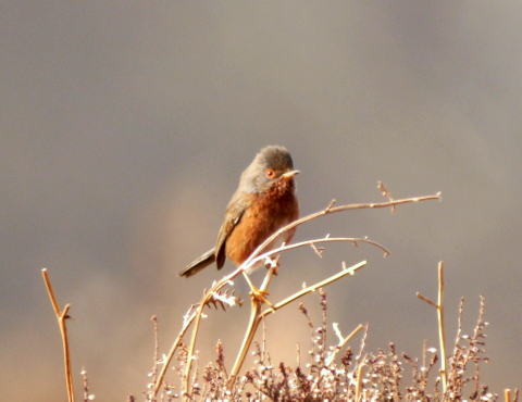 Dartford Warbler