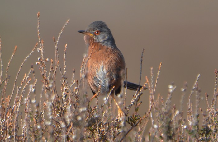 Dartford Warbler