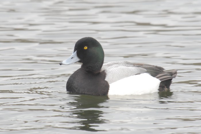 Scaup