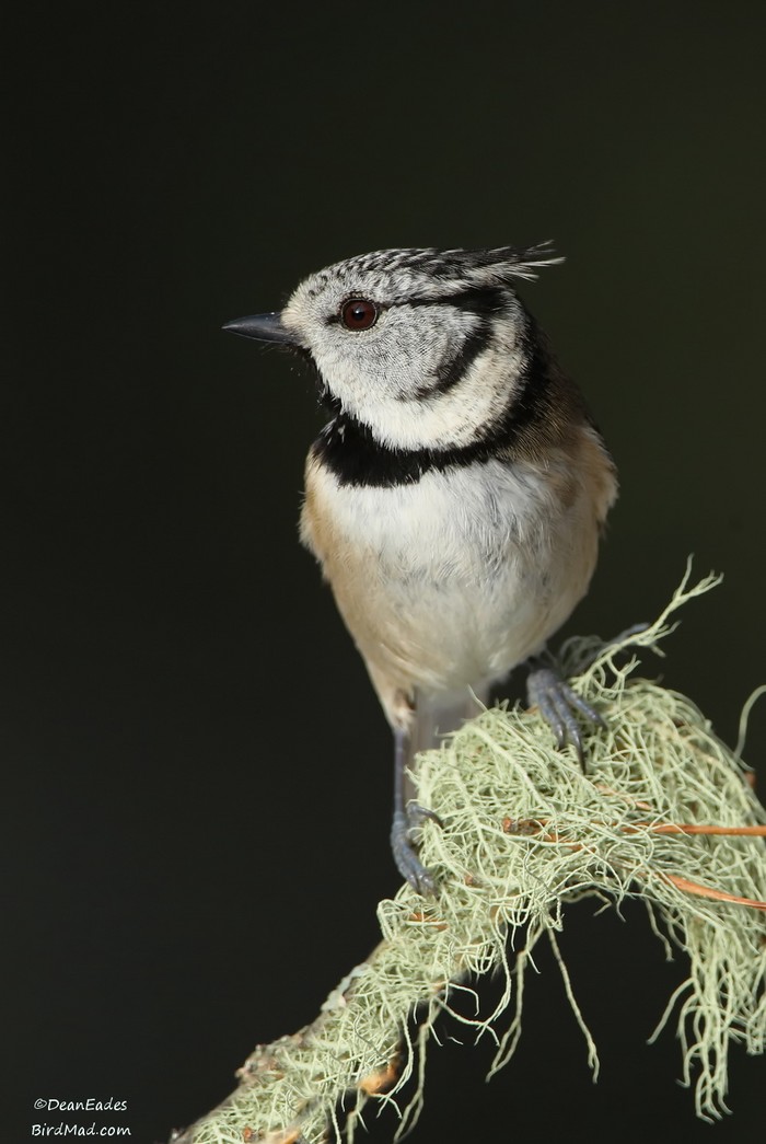 Crested Tit