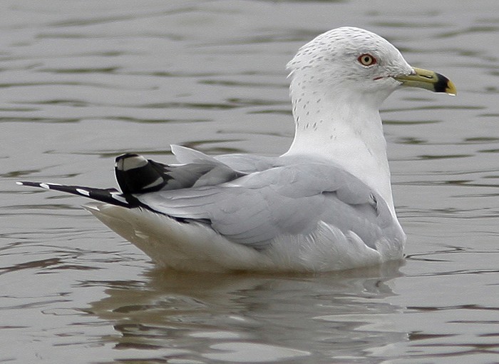 Ring-billed Gull
