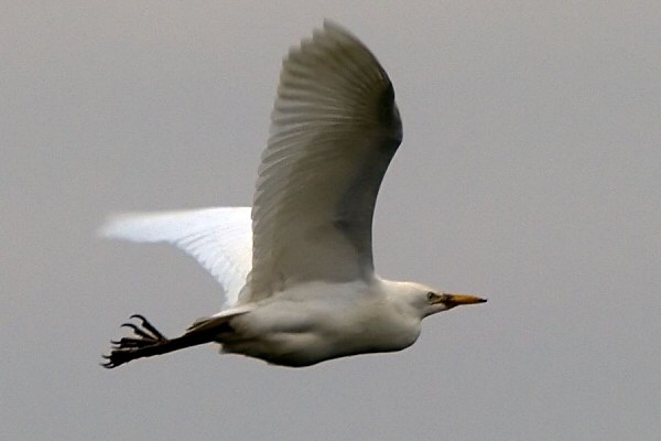 Cattle Egret