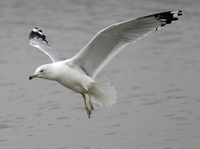Ring-billed Gull