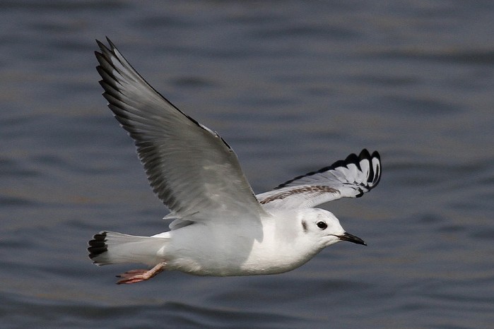 Bonaparte's Gull