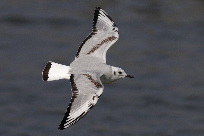 Bonaparte's Gull