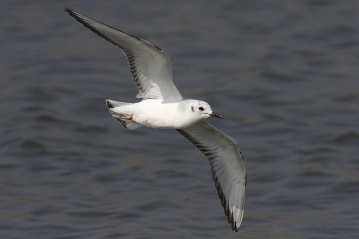Bonaparte's Gull