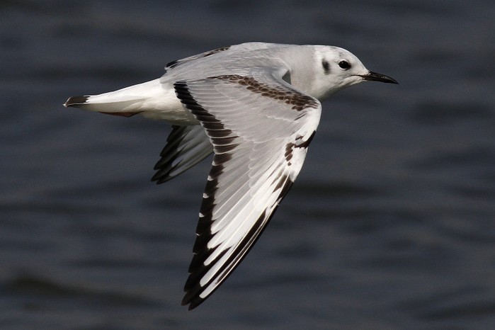 Bonaparte's Gull