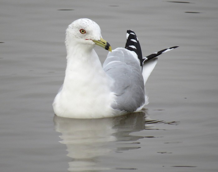 Ring-billed Gull