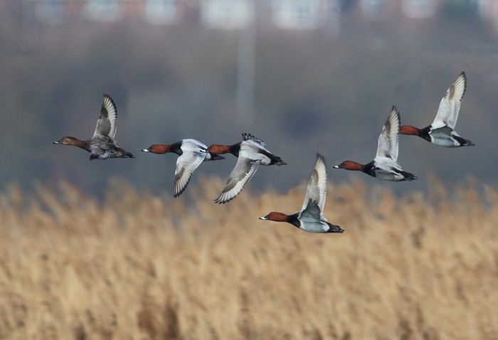 Pochard